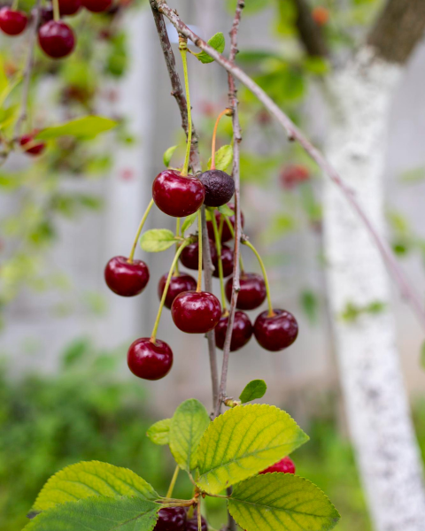 Višňa (Prunus cerasus) ´NEFRIS´ Višňa (Prunus cerasus) ´NEFRIS´