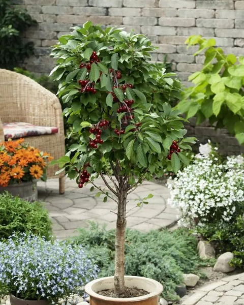Mini višňa stĺpovitá (Prunus cerasus) ´PIEMONT´ Mini višňa stĺpovitá (Prunus cerasus) ´PIEMONT´