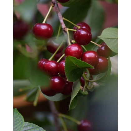 Mini višňa (Prunus cerasus) ´PIEMONT´ Mini višňa (Prunus cerasus) ´PIEMONT´