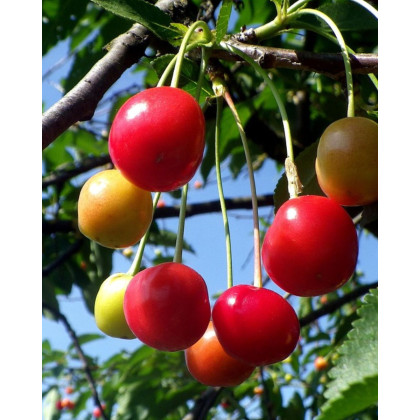 Višňa (Prunus cerasus) ´NEFRIS´ Višňa (Prunus cerasus) ´NEFRIS´