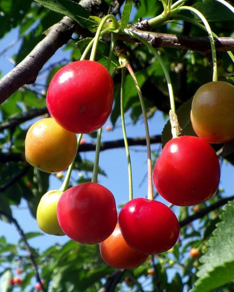 Višňa (Prunus cerasus) ´NEFRIS´ Višňa (Prunus cerasus) ´NEFRIS´