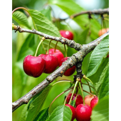 Višňa (Prunus cerasus) ´WANDA´ Višňa (Prunus cerasus) ´WANDA´