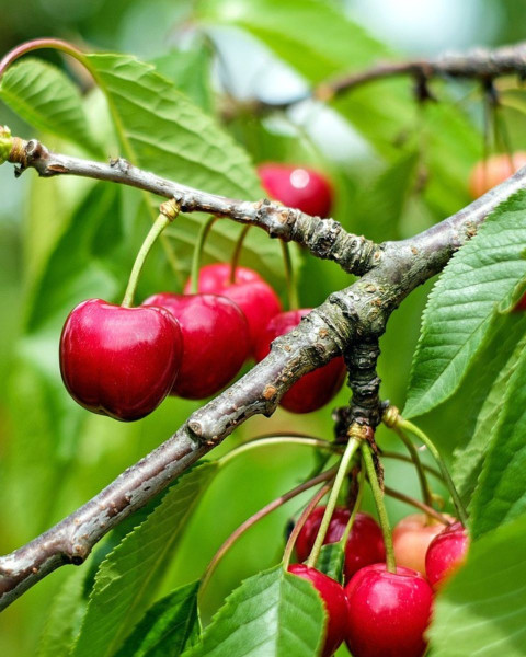 Višňa (Prunus cerasus) ´WANDA´ Višňa (Prunus cerasus) ´WANDA´