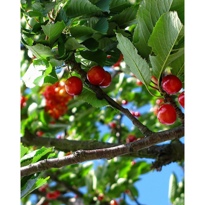 Višňa - čerešňa višňová (Prunus Cerasus) ´MORELLO´ Višňa - čerešňa višňová (Prunus Cerasus) ´MORELLO´