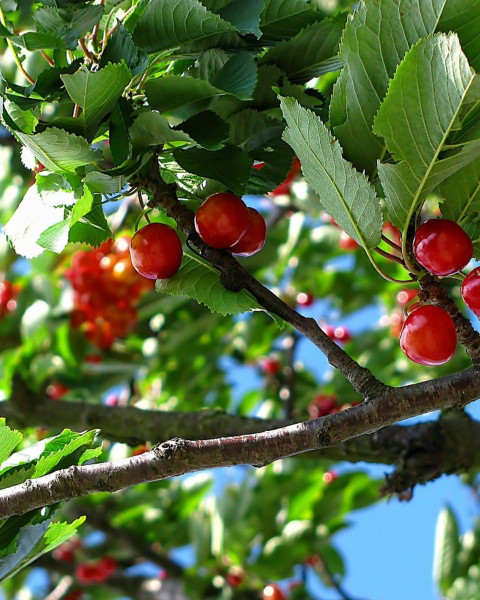 Višňa - čerešňa višňová (Prunus Cerasus) ´MORELLO´ Višňa - čerešňa višňová (Prunus Cerasus) ´MORELLO´