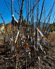 Stĺpovitá slivka (Prunus domestica) ´IMPERIAL´ Stĺpovitá slivka (Prunus domestica) ´IMPERIAL´