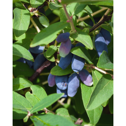 Zemolez kamčatský (Lonicera kamtschatica) ‘BLUE FOREST’