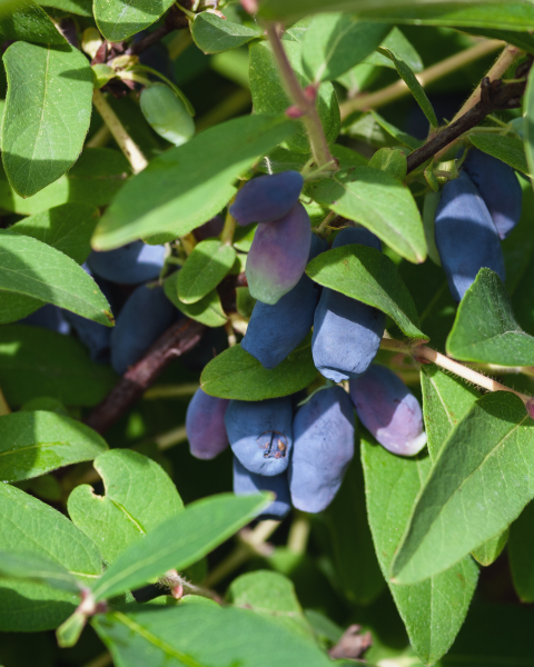 Zemolez kamčatský (Lonicera kamtschatica) ‘BLUE FOREST’ Zemolez kamčatský (Lonicera kamtschatica) ‘BLUE FOREST’