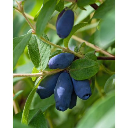 Zemolez kamčatský (Lonicera kamtschatica) ´INDIGO GEM´