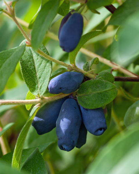 Zemolez kamčatský (Lonicera kamtschatica) ´INDIGO GEM´ Zemolez kamčatský (Lonicera kamtschatica) ´INDIGO GEM´