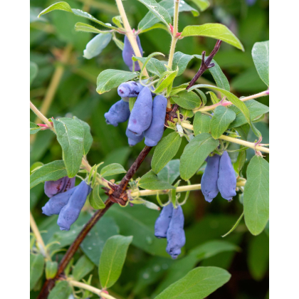 Zemolez kamčatský (Lonicera kamtschatica) ‘JUGANA’