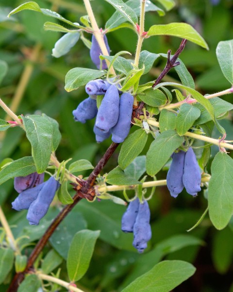 Zemolez kamčatský (Lonicera kamtschatica) ‘JUGANA’ Zemolez kamčatský (Lonicera kamtschatica) ‘JUGANA’