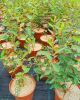 Zemolez kamčatský (Lonicera kamtschatica) ‘JUGANA’ Zemolez kamčatský (Lonicera kamtschatica) ‘JUGANA’