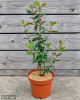 Zemolez kamčatský (Lonicera kamtschatica) ‘JUGANA’ Zemolez kamčatský (Lonicera kamtschatica) ‘JUGANA’
