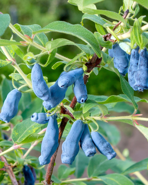 Zemolez kamčatský (Lonicera kamtschatica) ‘LENINGRADSKIJ VELIKAN’ Zemolez kamčatský (Lonicera kamtschatica) ‘LENINGRADSKIJ VELIKAN’