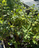 Zemolez kamčatský (Lonicera kamtschatica) ‘LENINGRADSKIJ VELIKAN’ Zemolez kamčatský (Lonicera kamtschatica) ‘LENINGRADSKIJ VELIKAN’