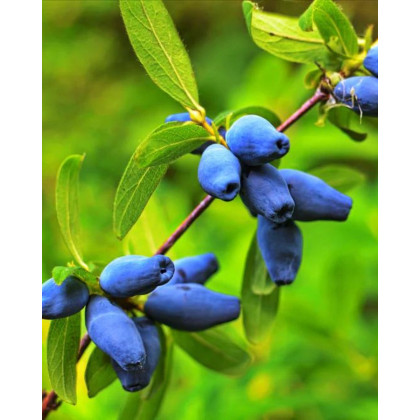Zemolez kamčatský (Lonicera kamtschatica) ´WOJTEK´ Zemolez kamčatský (Lonicera kamtschatica) ´WOJTEK´