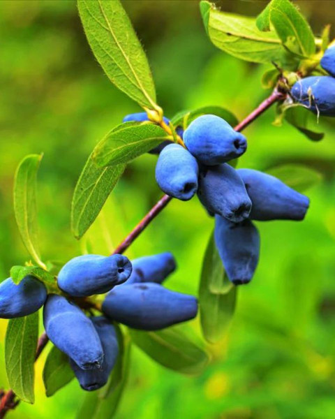 Zemolez kamčatský (Lonicera kamtschatica) ´WOJTEK´ Zemolez kamčatský (Lonicera kamtschatica) ´WOJTEK´