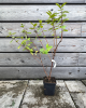 Zemolez kamčatský (Lonicera kamtschatica) ´WOJTEK´