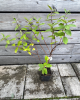 Zemolez kamčatský (Lonicera kamtschatica) ´WOJTEK´