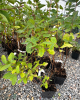 Zemolez kamčatský (Lonicera kamtschatica) ´WOJTEK´