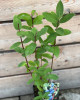 Zemolez kamčatský (Lonicera kamtschatica) ´ZOJKA´ Zemolez kamčatský (Lonicera kamtschatica) ´ZOJKA´